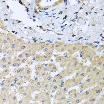 Immunohistochemistry - LETMD1 antibody (144-02147)
