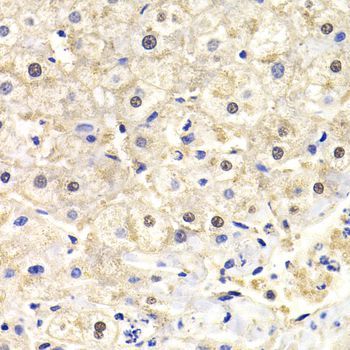 Immunohistochemistry - FKBP4 Polyclonal Antibody (144-05643)
