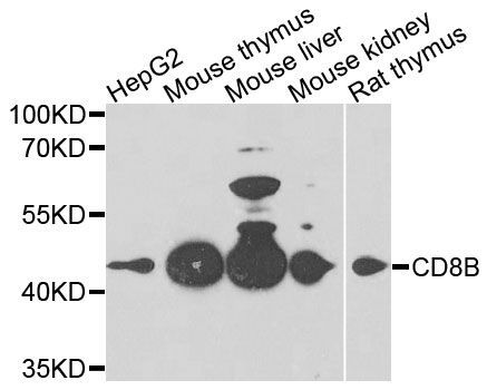 Western blot - CD8B antibody (144-03286)