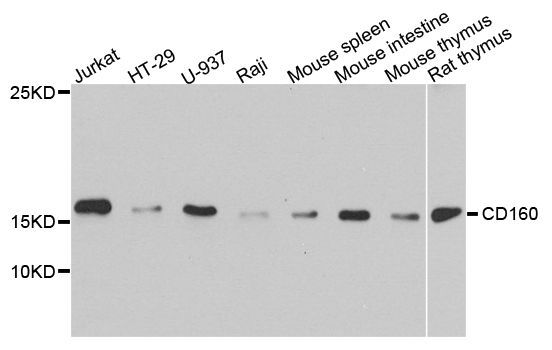 Western blot - CD160 antibody (144-08189)