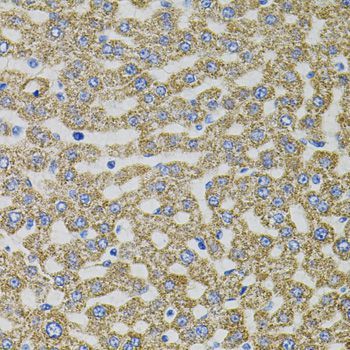 Immunohistochemistry - EPO antibody (144-05663)
