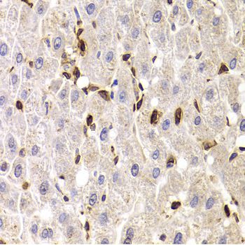 Immunohistochemistry - SPN antibody (144-06412)