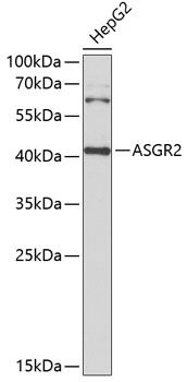 Western blot