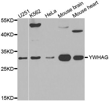 Western blot - YWHAG antibody (144-03043)