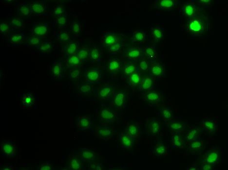 Immunofluorescence - HIRIP3 antibody (144-07014)