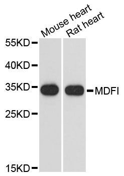 Western blot - MDFI antibody (144-013709)