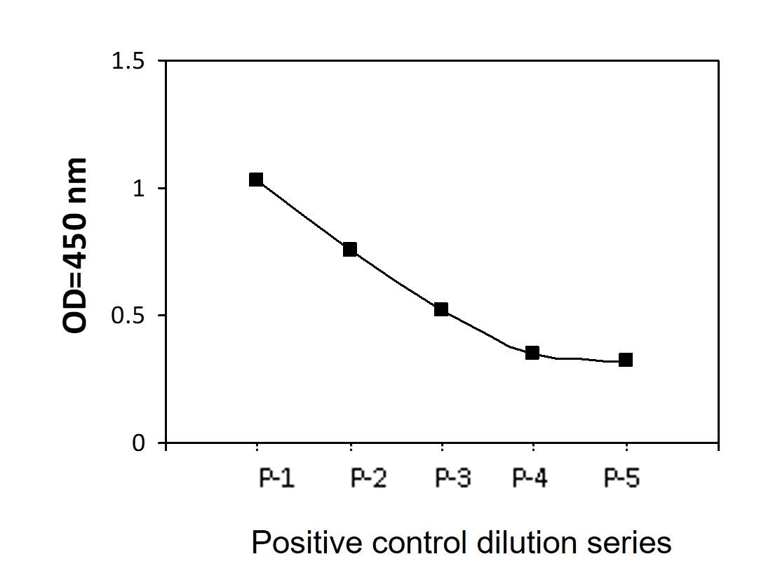 BTK (Y223) - Positive Control