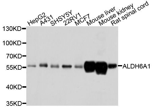 Western blot - ALDH6A1 Polyclonal Antibody (144-03309)
