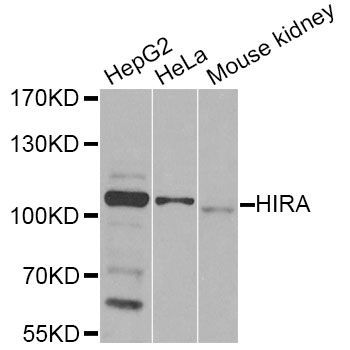 Western blot - HIRA Antibody (144-12527)