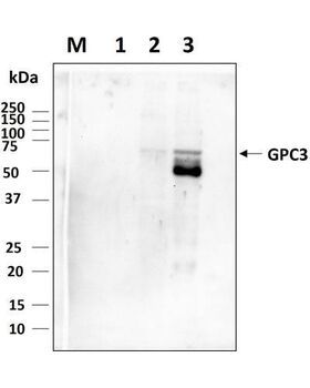 Western blot