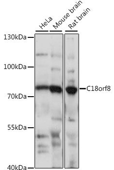 Western blot - C18orf8 antibody (144-015825)