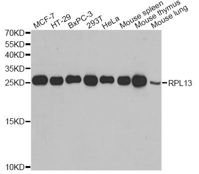 Western blot - RPL13 Polyclonal Antibody (144-06723)