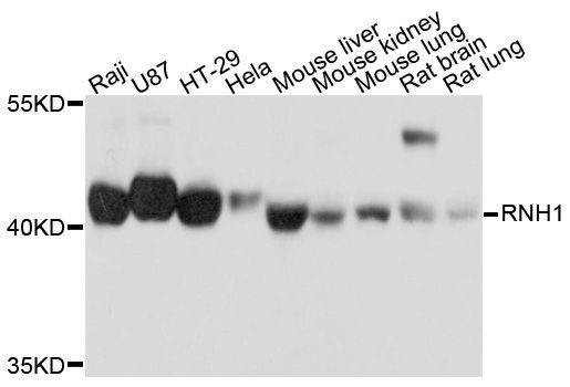 Western blot - RNH1 antibody (144-04079)