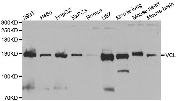 Western blot - VCL antibody (144-60599)