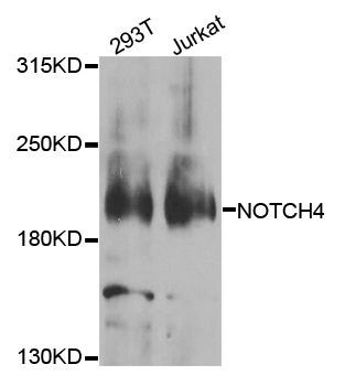 Western blot - NOTCH4 antibody (144-08303)
