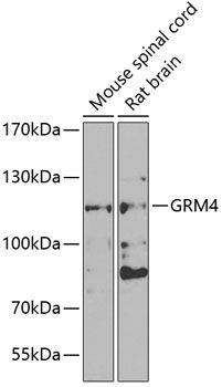 Western blot