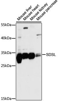 Western blot - SDSL antibody (144-61107)