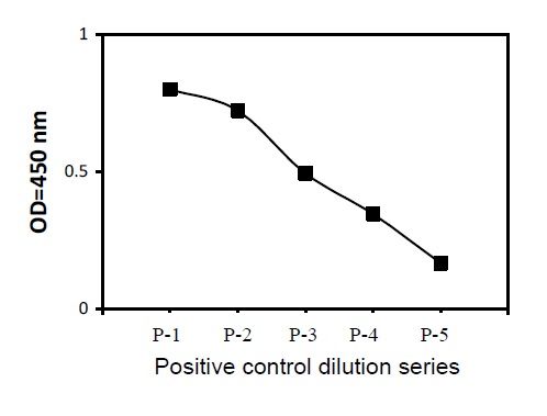 TIE-2 (Phosphotyrosine)- Positive Control