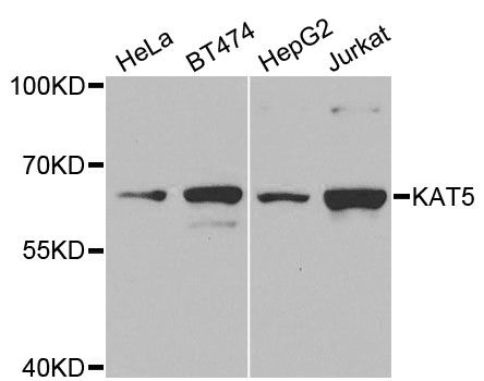 Western blot - KAT5 Polyclonal Antibody (144-01678)