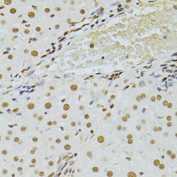 Immunohistochemistry - ALYREF antibody (144-06010)
