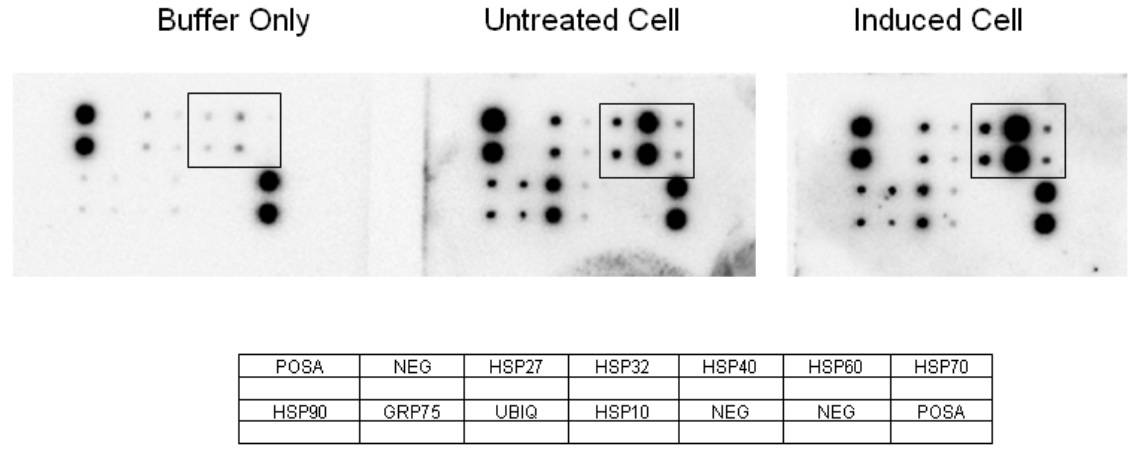 Heat Shock Protein Profiling