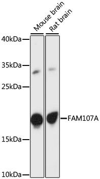 Western blot