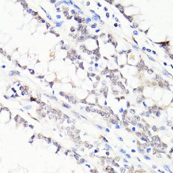 Immunohistochemistry - FKBP5 antibody (144-61373)