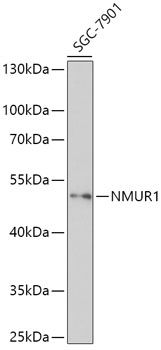 Western blot