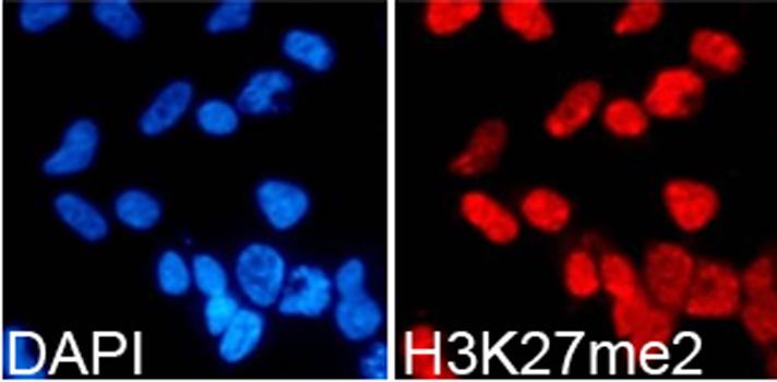 Immunofluorescence - DiMethyl-Histone H3-K27 pAb (144-02362)