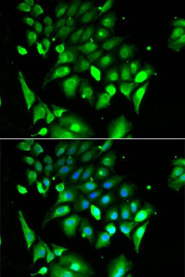 Immunofluorescence - BHLHE40 Polyclonal Antibody (144-06534)
