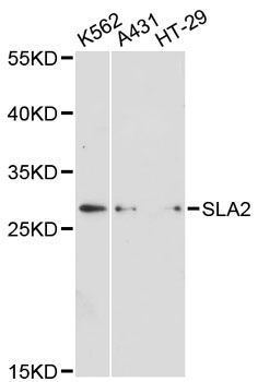 Western blot - SLA2 antibody (144-12818)