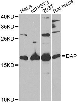 Western blot - DAP Polyclonal Antibody (144-06150)