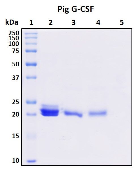 SDS-PAGE