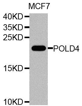 Western blot - POLD4 Polyclonal Antibody (144-08506)