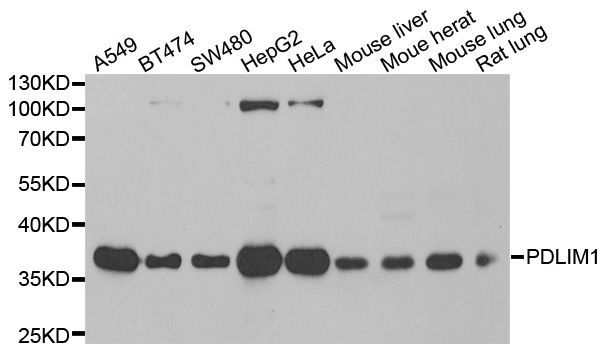 Western blot - PDLIM1 antibody (144-06686)