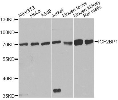 Western blot - IGF2BP1 antibody (144-01517)