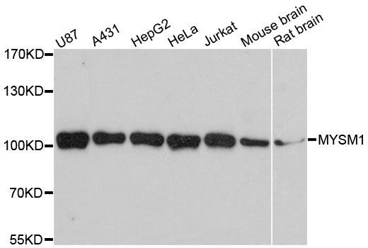 Western blot - MYSM1 antibody (144-61356)