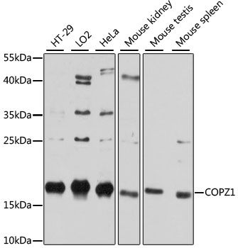 Western blot - COPZ1 antibody (144-012148)