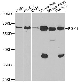 Western blot - PGM1 antibody (144-06303)
