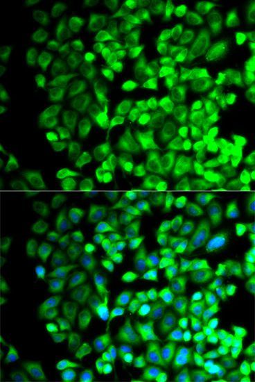 Immunofluorescence - TBXAS1 antibody (144-60304)