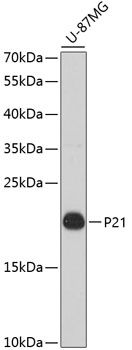Western blot