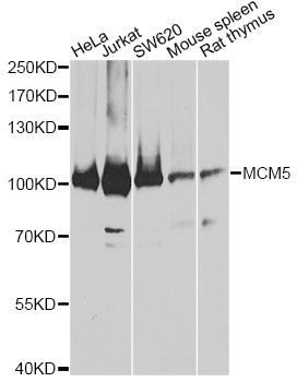 Western blot - MCM5 antibody (144-05556)
