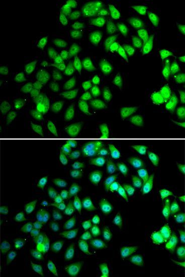 Immunofluorescence - NCBP2 antibody (144-07293)