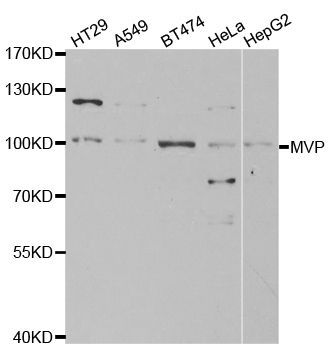 Western blot - MVP antibody (144-01980)