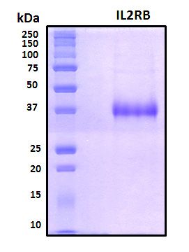 SDS-PAGE