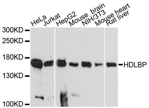 Western blot - HDLBP antibody (144-61431)
