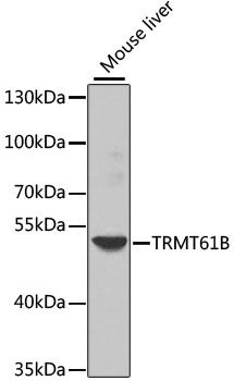 Western blot - TRMT61B antibody (144-08067)