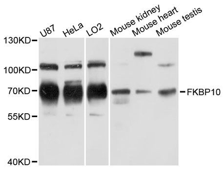 Western blot - FKBP10 antibody (144-12931)