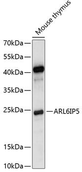 Western blot