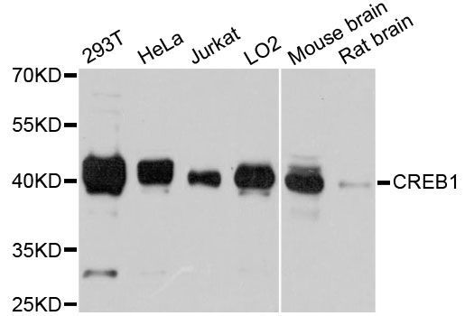 Western blot - CREB1 Polyclonal Antibody (144-011989)